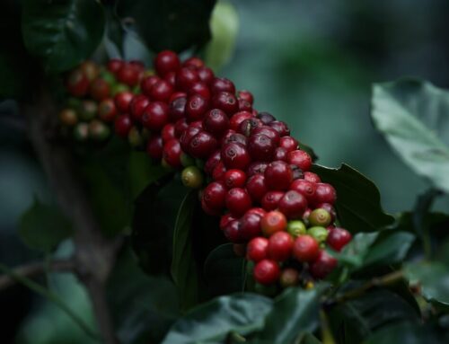 Colcafé, Nestlé y Águila Roja son los líderes del mercado retail de café en Colombia – LA REPUBLICA